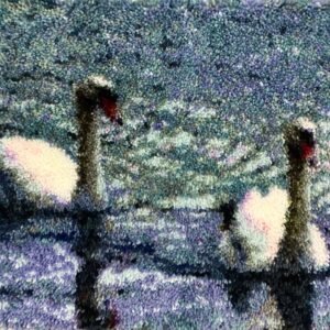 Swans